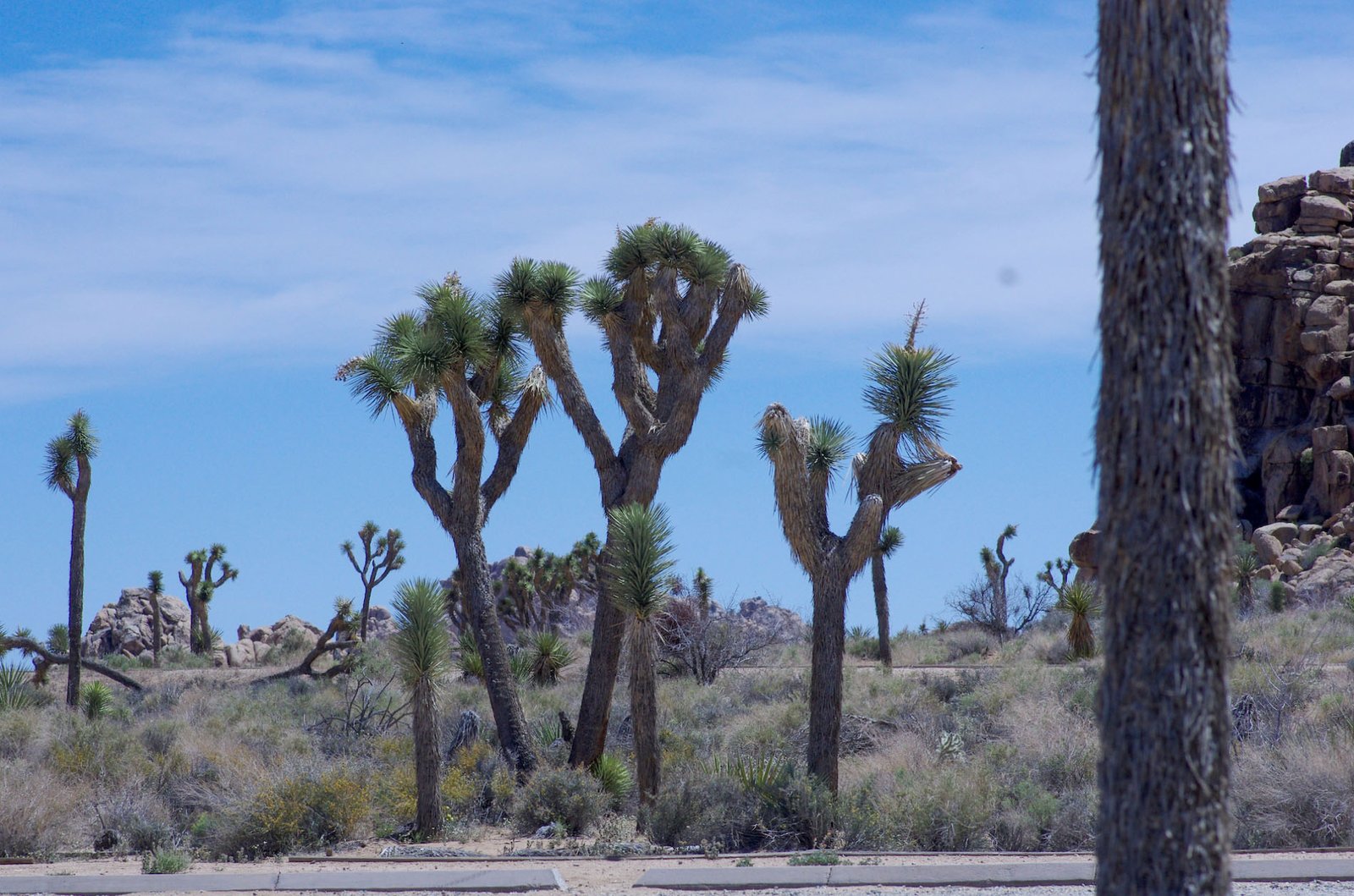 Joshua Tree 12